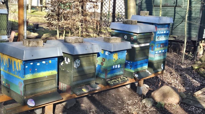 Frühling im Bienengarten der Kolibri-Grundschule
